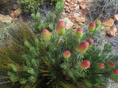 Leucadendron nobile, photographed by Di Turner