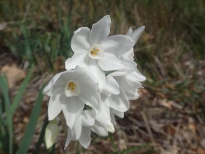 Narcissus papyraceus, photographed by Ben Costamagna