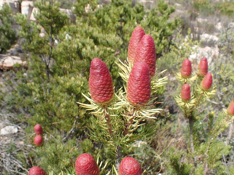 Leucadendron nobile, photographed by Di Turner