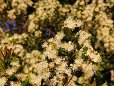 Temu cruckshanksii, photographed by Inao Vasquez