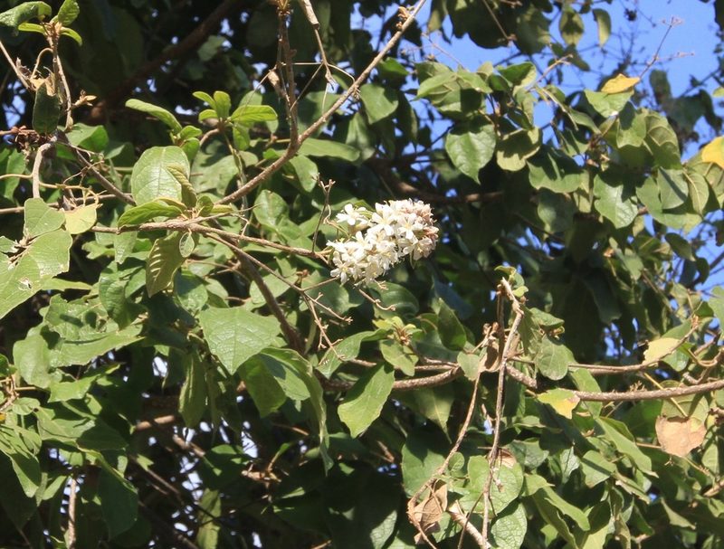 Cordia alliodora, photographed by Brian Oakes Haiti Hunter