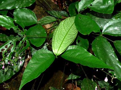 Hylodesmum leptopus, photographed by Jacy Chen