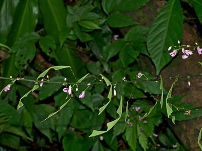 Hylodesmum leptopus, photographed by Jacy Chen