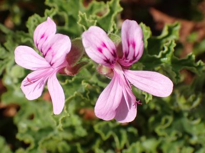 Pelargonium quercifolium, photographed by Di Turner