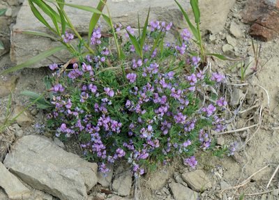 Astragalus vexilliflexus, photographed by Todd Boland
