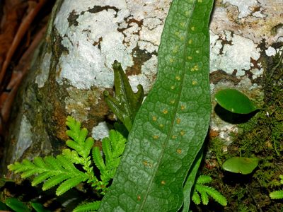 Leptochilus pteropus, photographed by Jacy Chen