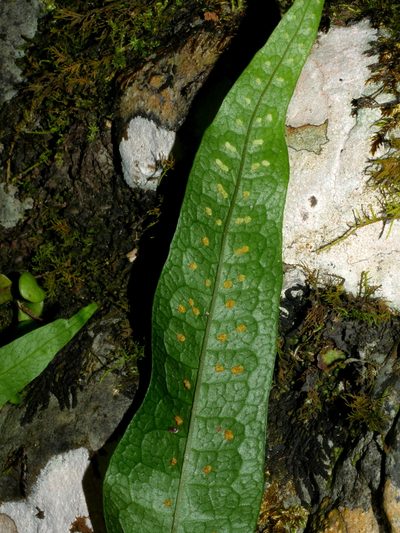 Leptochilus pteropus, photographed by Jacy Chen