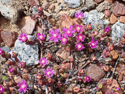 Ruschia staminodiosa, photographed by Di Turner