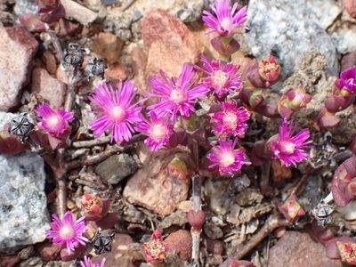 Ruschia staminodiosa, photographed by Di Turner