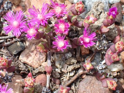 Ruschia staminodiosa, photographed by Di Turner