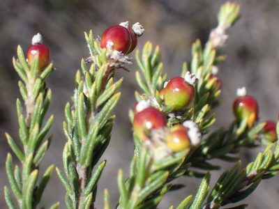 Phylica karroica, photographed by Di Turner