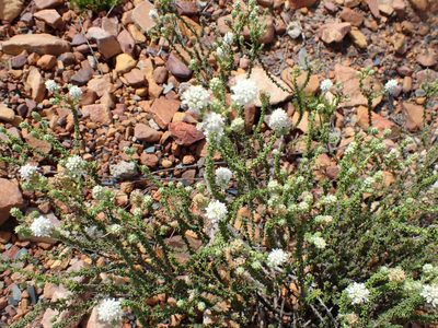 Selago karooica, photographed by Di Turner