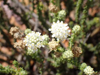 Selago karooica, photographed by Di Turner