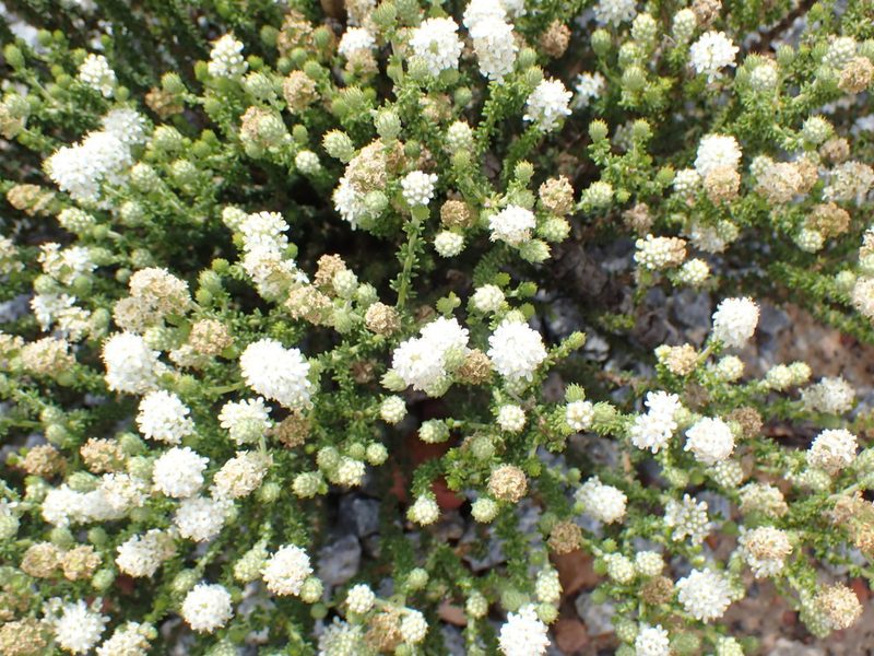 Selago karooica, photographed by Di Turner