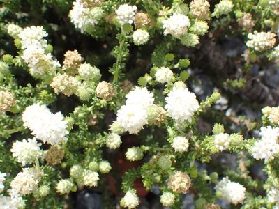 Selago karooica, photographed by Di Turner