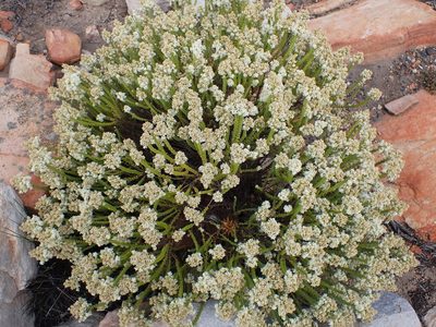 Selago myriophylla, photographed by Di Turner