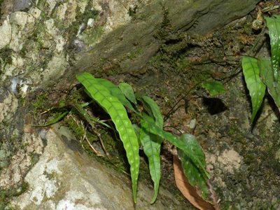 Selliguea yakushimensis, photographed by Jacy Chen