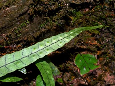 Selliguea yakushimensis, photographed by Jacy Chen