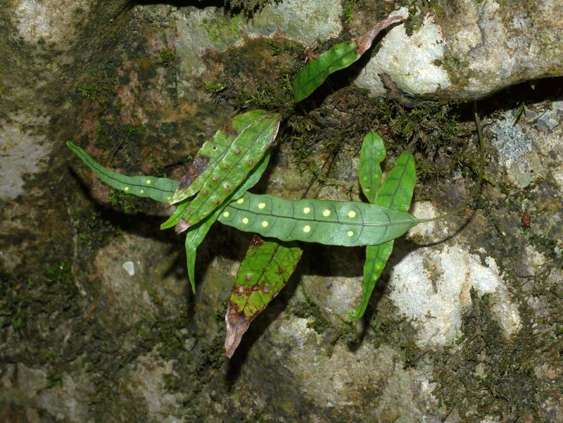 Selliguea yakushimensis, photographed by Jacy Chen