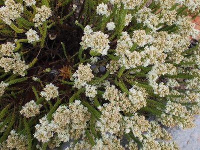 Selago myriophylla, photographed by Di Turner