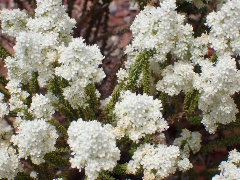 Selago myriophylla, photographed by Di Turner