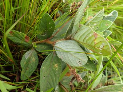 Eriosema preptum, photographed by Mahomed Desai