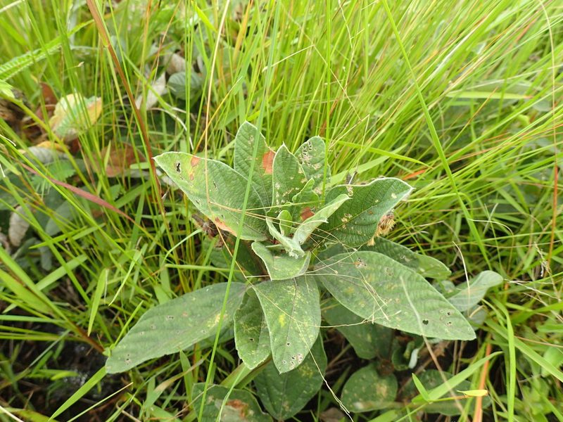 Eriosema preptum, photographed by Mahomed Desai