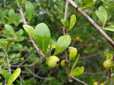 Randia aculeata, photographed by Tom Field