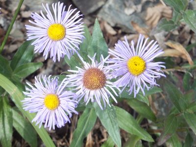 Erigeron speciosus, photographed by dougbrown