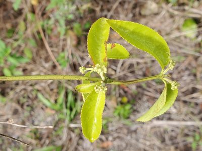 Hippocratea volubilis, photographed by Tom Field