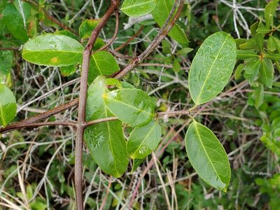 Hippocratea volubilis, photographed by Tom Field