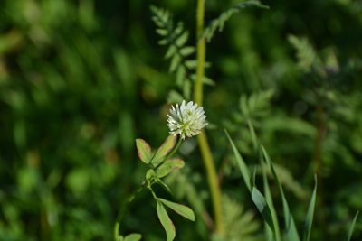 Trifolium alexandrinum, photographed by Eric Verna