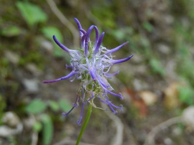 Phyteuma scorzonerifolium, photographed by Luca Fornasari