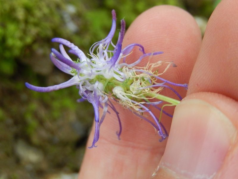Phyteuma scorzonerifolium, photographed by Luca Fornasari