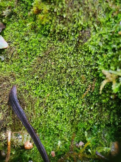 Mesoptychia turbinata, photographed by Jonathan Hughes