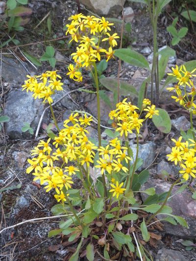 Packera streptanthifolia, photographed by dougbrown