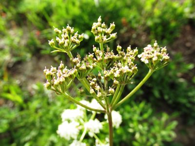 Ligusticum grayi, photographed by John Brew