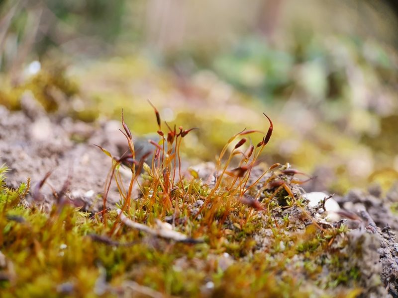 Aloina aloides, photographed by Jonathan Hughes