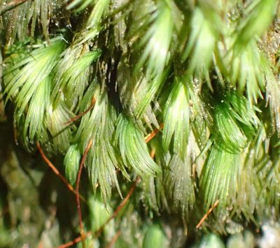 Fissidens plumosus, photographed by Nicola van Berkel