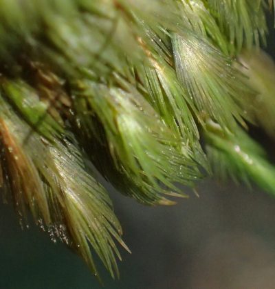 Fissidens plumosus, photographed by Nicola van Berkel