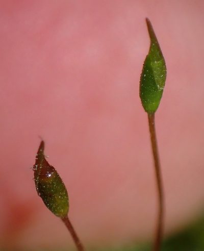 Palamocladium leskeoides, photographed by Nicola van Berkel