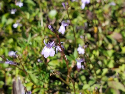 Lobelia feayana, photographed by Tom Field
