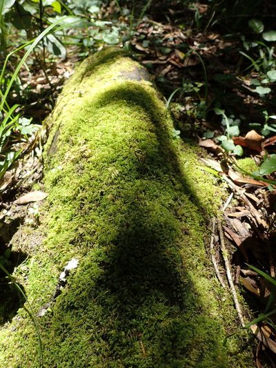 Mittenothamnium reptans, photographed by Nicola van Berkel