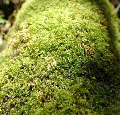 Mittenothamnium reptans, photographed by Nicola van Berkel
