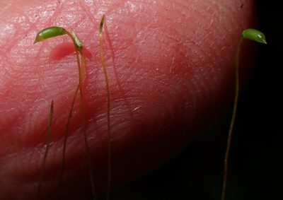 Mittenothamnium reptans, photographed by Nicola van Berkel