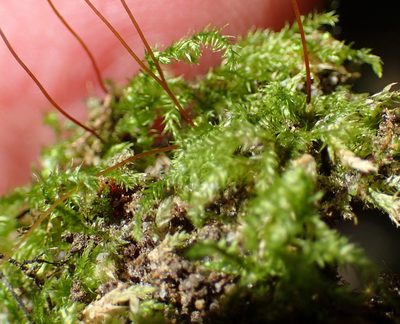 Mittenothamnium reptans, photographed by Nicola van Berkel