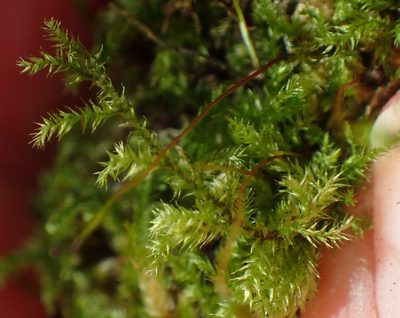 Mittenothamnium reptans, photographed by Nicola van Berkel