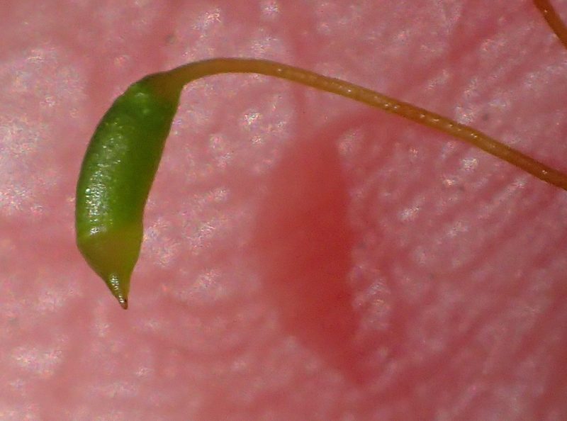 Mittenothamnium reptans, photographed by Nicola van Berkel