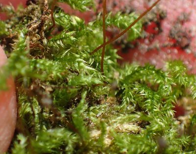 Mittenothamnium reptans, photographed by Nicola van Berkel