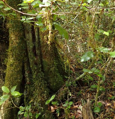 Aerobryopsis capensis, photographed by Nicola van Berkel